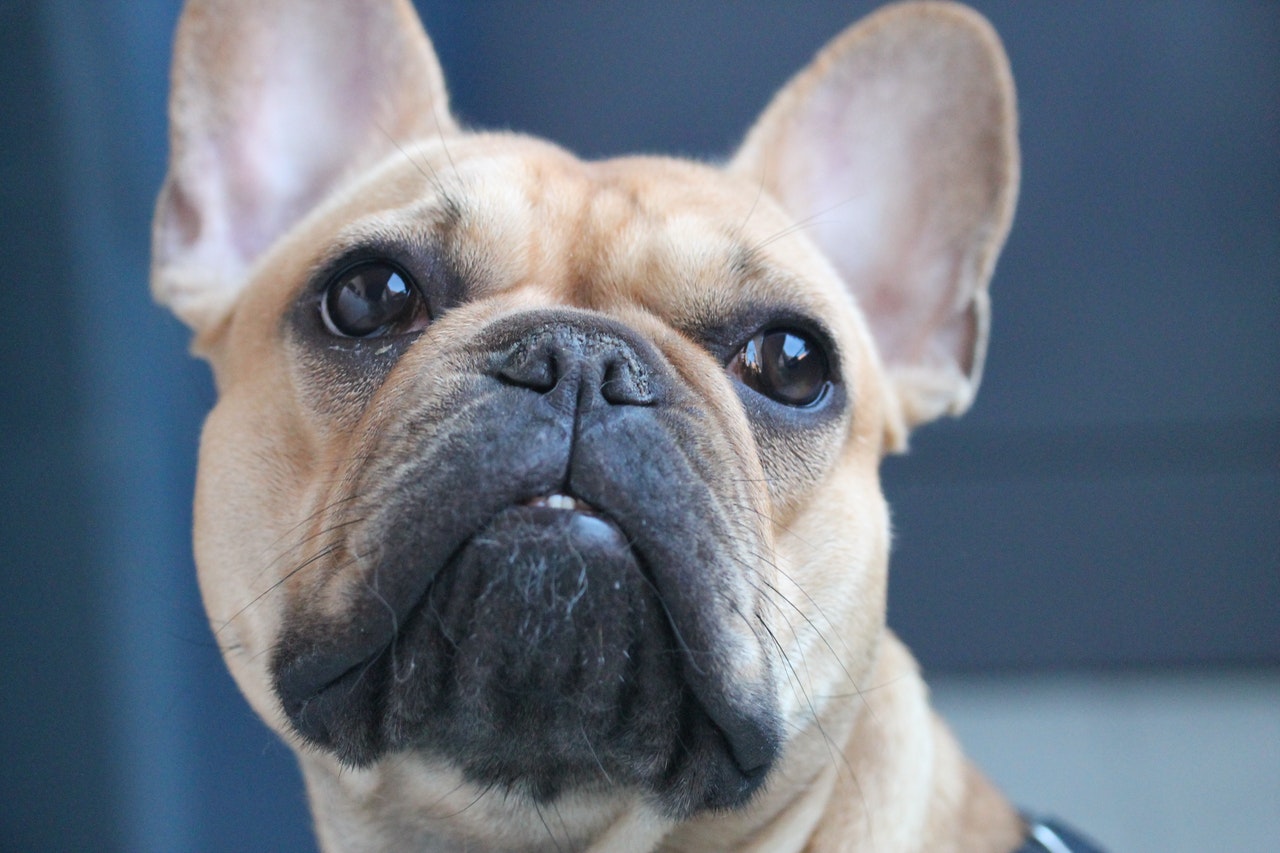 Nos u psów ras brachycefalicznych może być spierzchnięty, jest to wynikiem innej, spłaszczonej budowy czaszki psa.